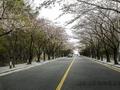 팔공산 벚꽃길 썸네일 이미지