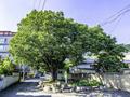 봉무동 느티나무 썸네일 이미지